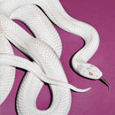 Deftones - Private Music (Cd Indie Exclusive) - CD